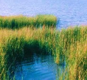 image of marsh with water in the background