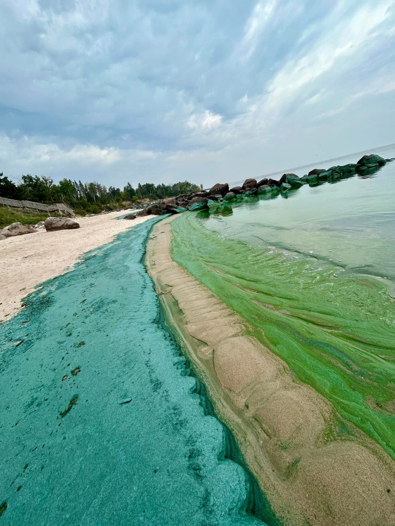 Blue-green algae on Lake Winnipeg Sept. 2023